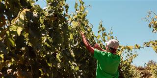 La Vendemmia