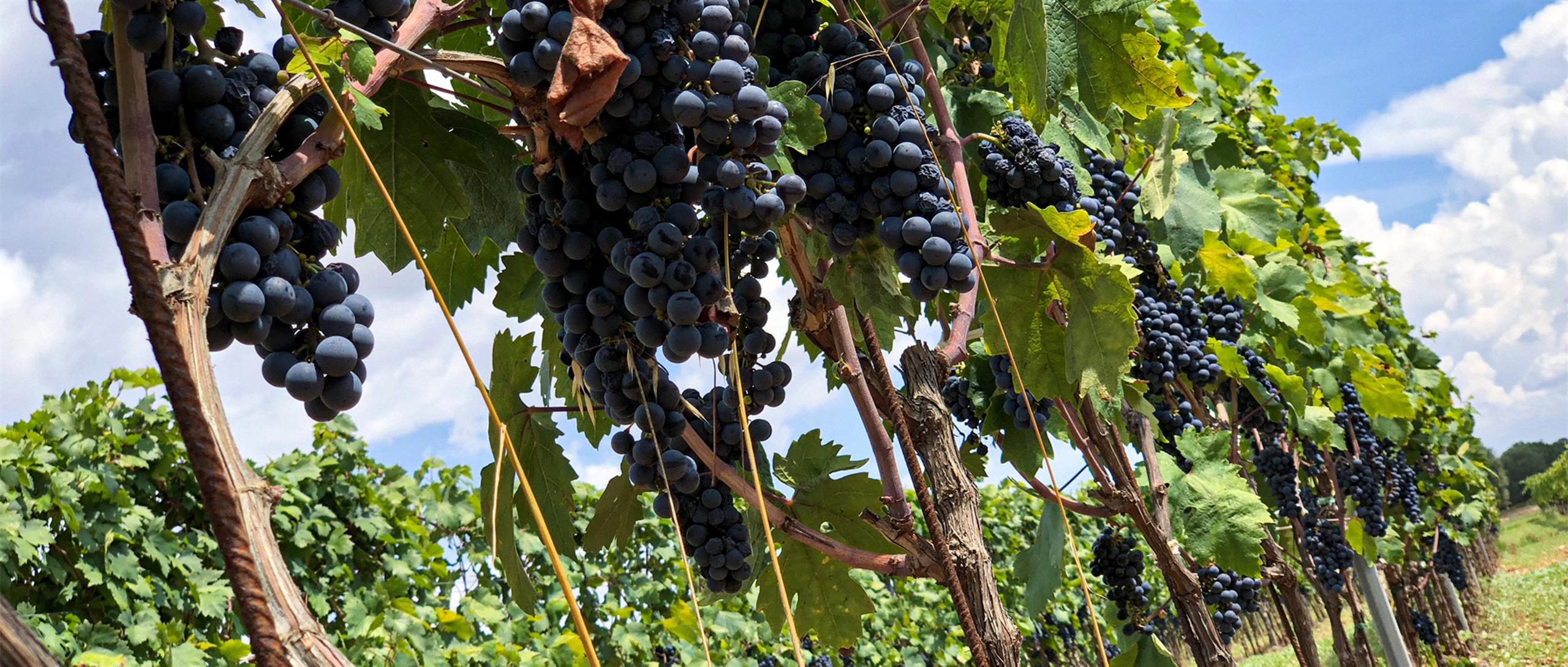 22-dal-vigneto-alla-bottiglia-il-ciclo-delle-stagioni-in-una-cantina-del-salento_663_xxl
