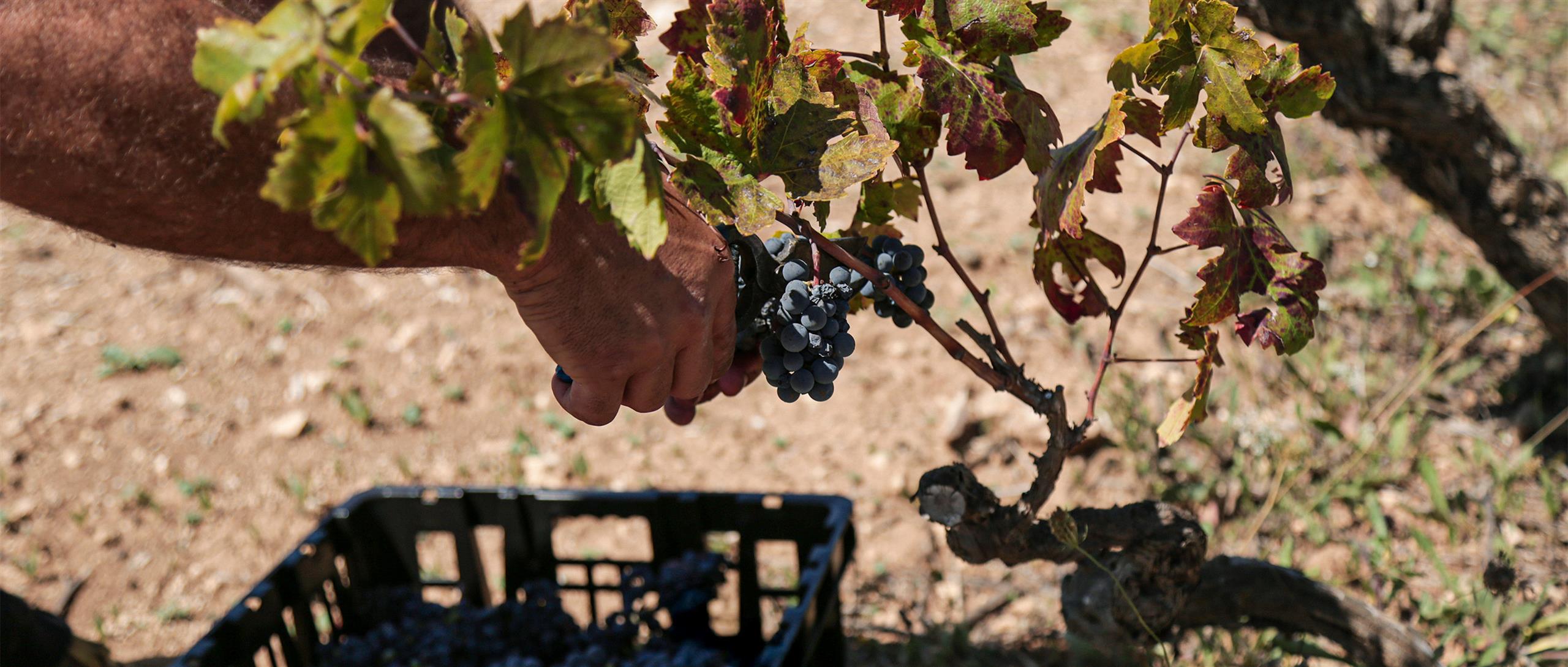 masseriabdt-articoli-30-dalla-vigna-alla-festa-la-vendemmia-come-rito-nella-cultura-salentina_681_xxl