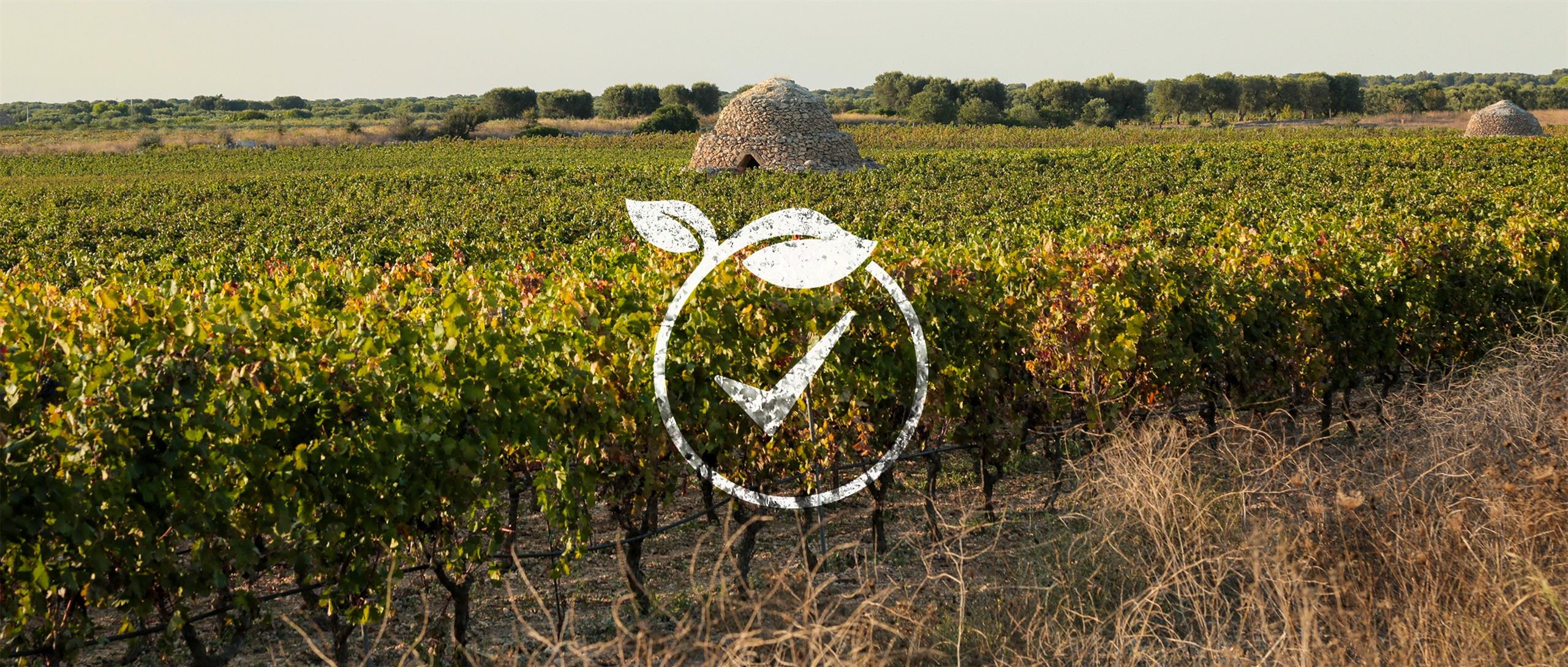 masseriabdt-articoli-35-vino-e-bilancio-di-sostenibilita-la-nuova-frontiera-della-viticoltura-pugliese_702_xxl